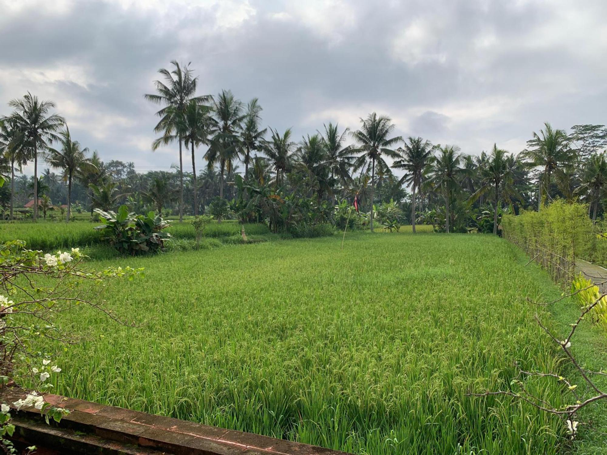 Adi Laxmi Villa Ubud Bagian luar foto