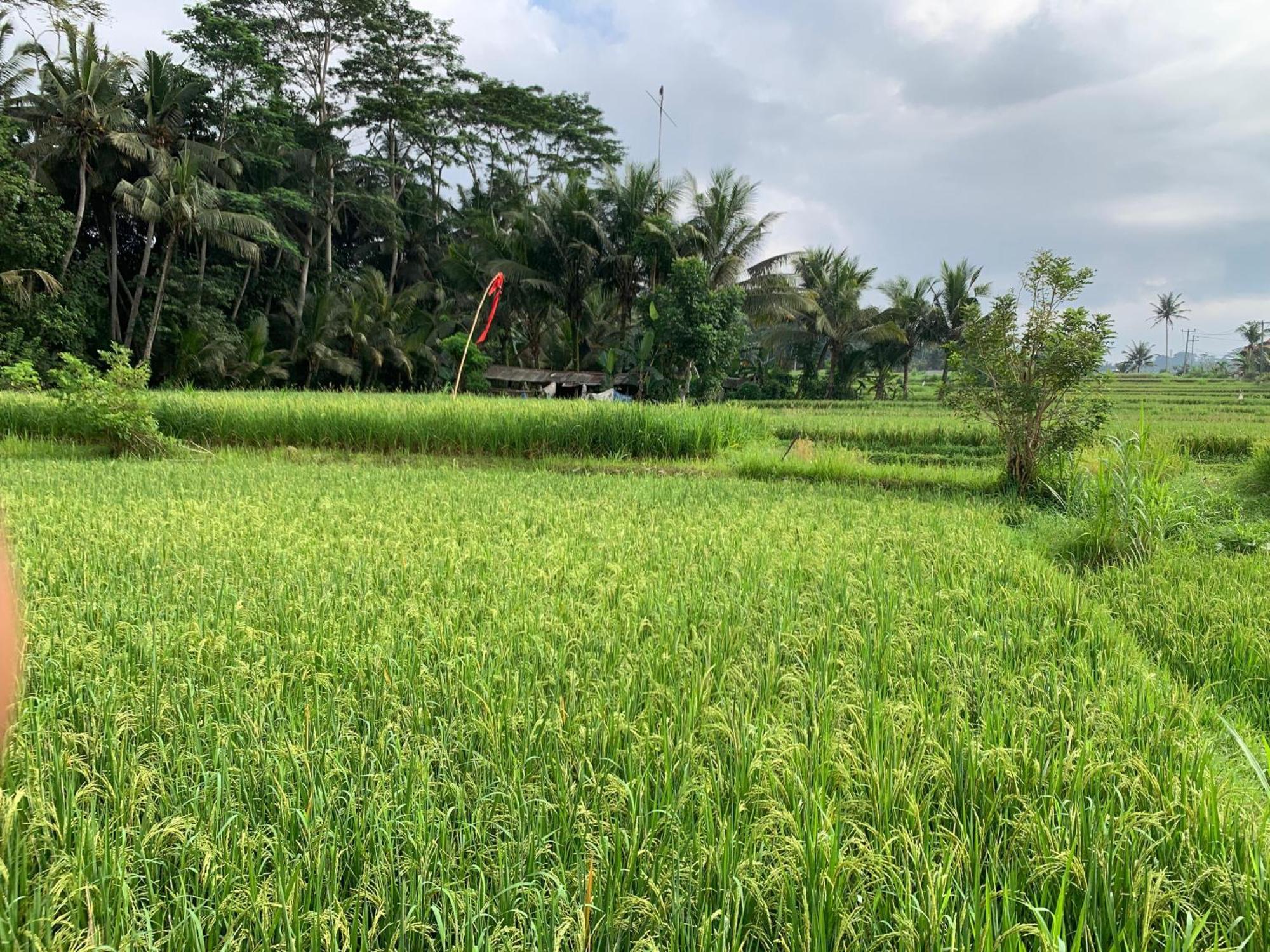 Adi Laxmi Villa Ubud Bagian luar foto