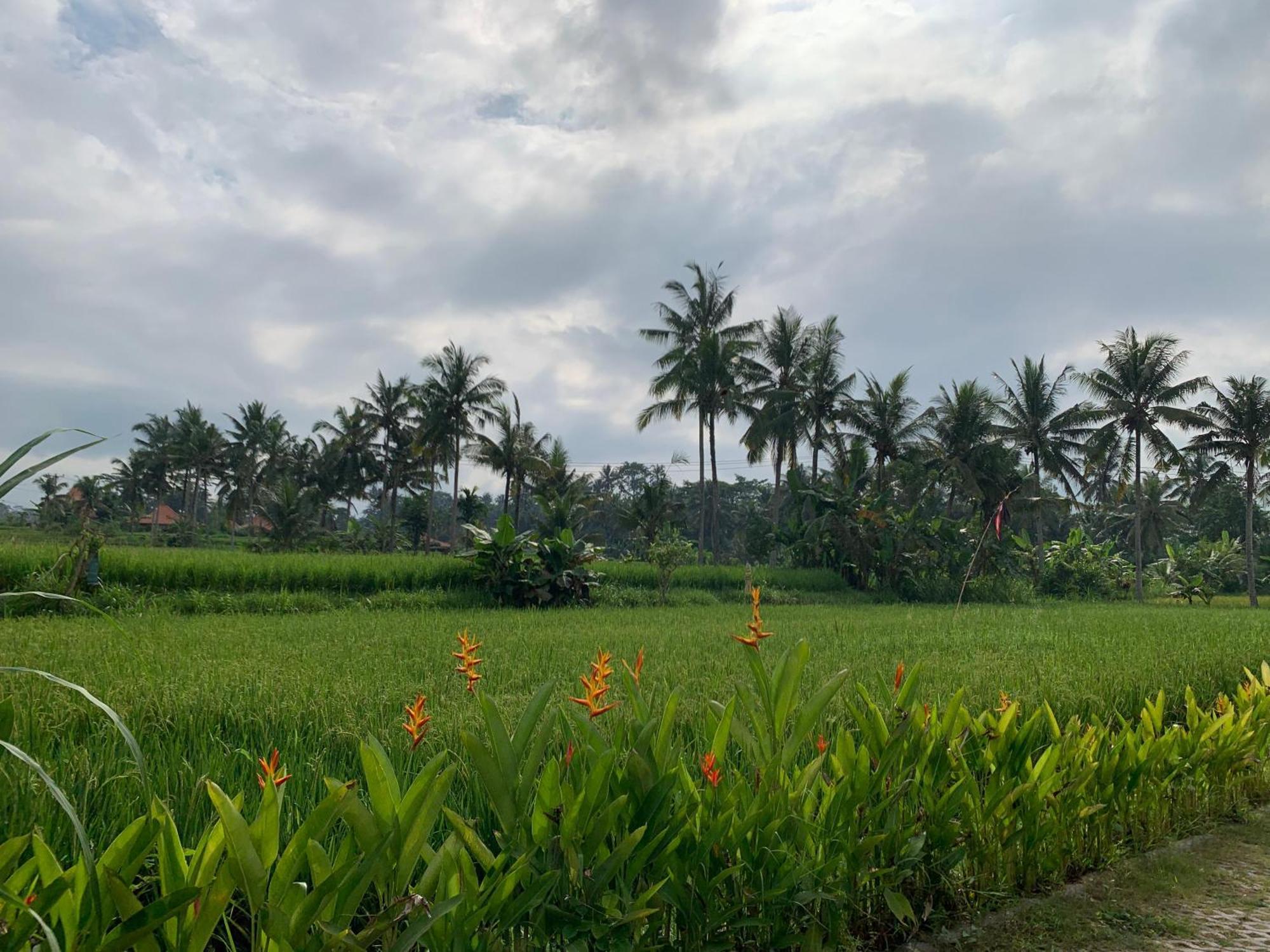 Adi Laxmi Villa Ubud Bagian luar foto